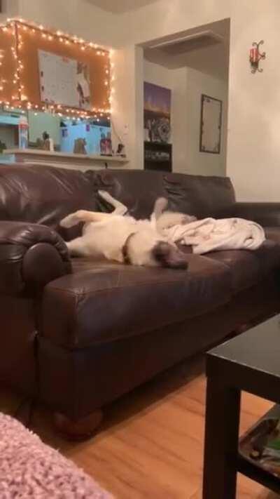 Please say hello to Howard. She is a GSD/Pyrenees runt (60lbs) who is the love of my life. New to the sub.