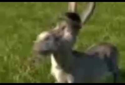 Si lo dice chuek es porque es verdad