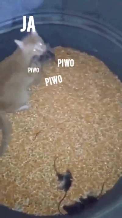 A jak wasze plany na łeekend