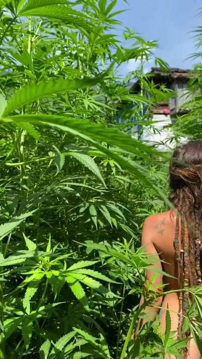 Endless ganja forever