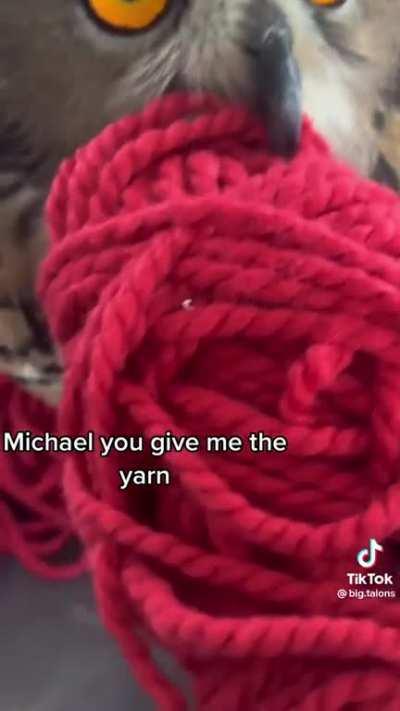 Michael the derpy owl loves a good ball of yarn 🦉🧶