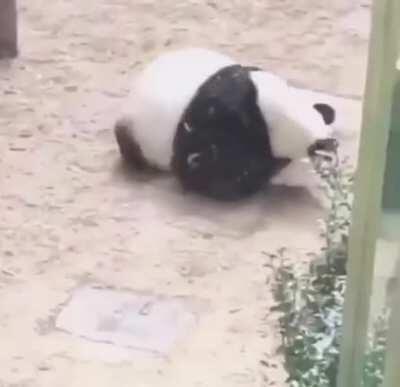 Panda having a blast rolling down