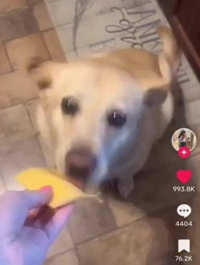 doggo eating like a derp 