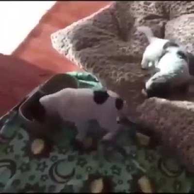 That little tail says it all