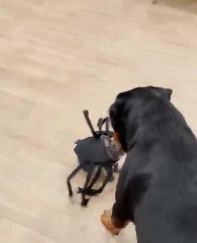 Anyone would be afraid of that fearsome little spider!!