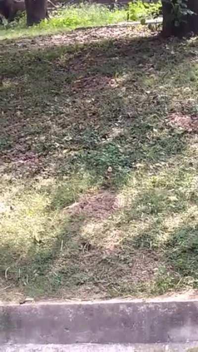 Drunk man jumps into lion enclosure in Delhi zoo