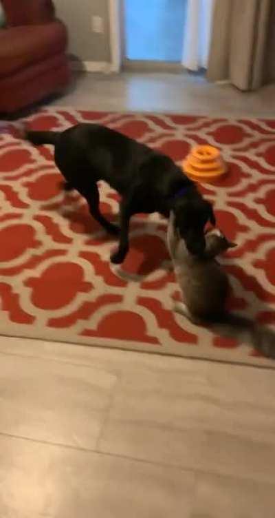 My cat misses playing with my old roommate’s dog. Hopefully I can find him another friend soon.