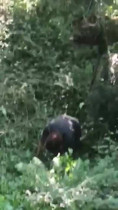 Wcgw if i play tarzan