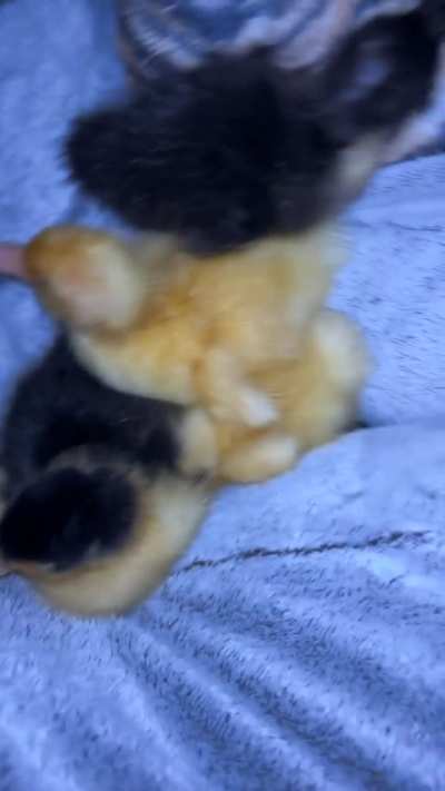 I’m mama ducker now 