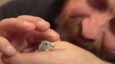 The man found a parrot egg and decided to try to raise a chick.