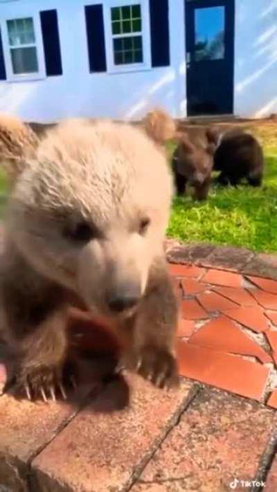 Медвежатки