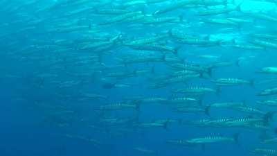 Big school of Barracuda at Elephant Head Rock - Thailand