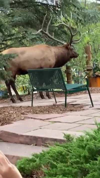 These absolute units of antlers