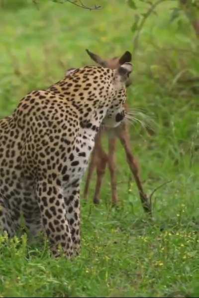 In Mother Nature, kindness is a luxury.