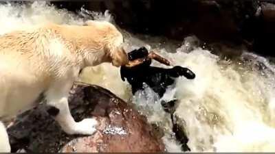 One of the Most Wholesome Saves I've Ever Seen