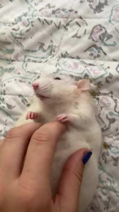 This is Lady and her massage time.