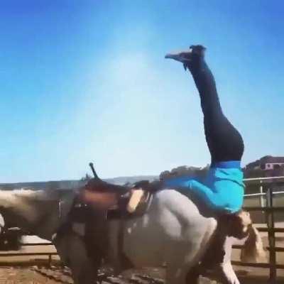 Unique way to ride a horse