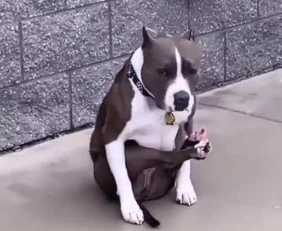 Never seen a doggo sit like this before but I must say, I’m happy I did!