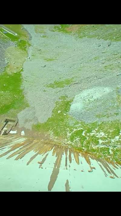 The incredible climbing abilities of mountain goats.