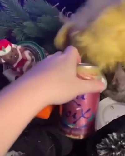 Kitty doesn't care about what’s stacked on him.