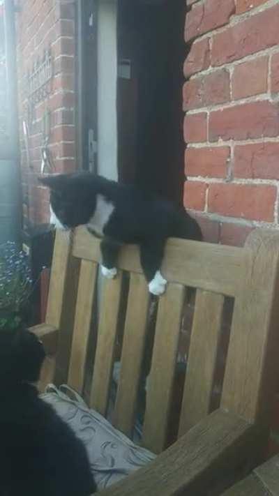 I present my graceful kitten Dickie