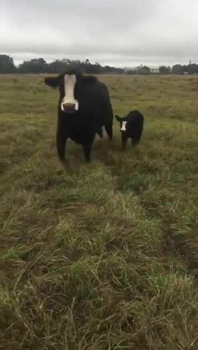 Cow brings baby over to show it off to owner