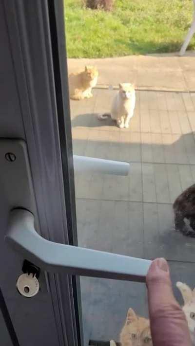 Neighborhood cats begging at my door .My door is now locked because they open and enter !