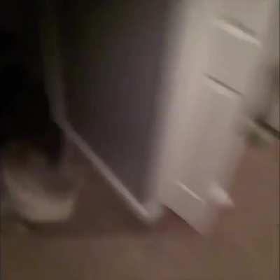 When all three of my huskies get the Zoomies!