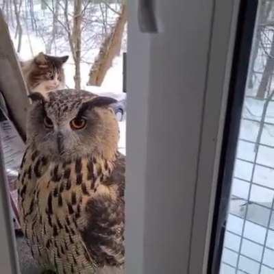 Owl outside window.