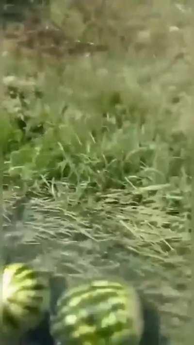 Transporting watermelons