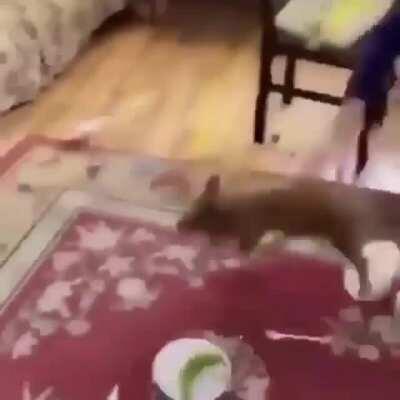 The food running away