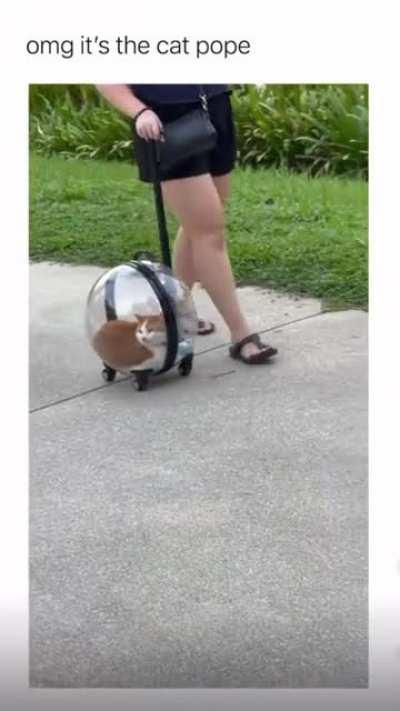 The cat Pope (sound on)