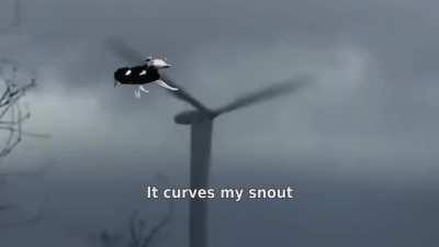 Vaca Polaca 😎✌😈