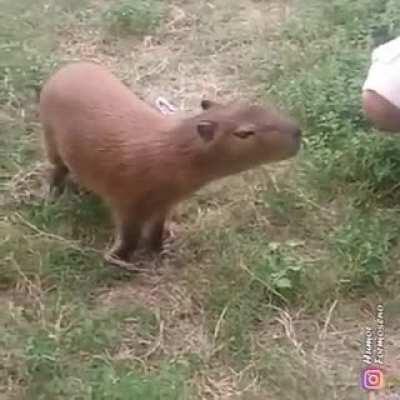 Y le chupa, le chupa