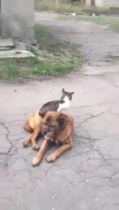 This kitten in Donetsk climbs on her dog friend whenever shelling starts and he lets her sit on his back until it's over. 😻🐶