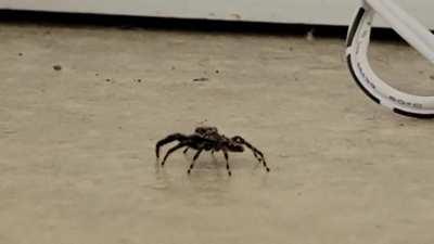 Currently trying to get over my arachnophobia! (Not disturbing them, just recording :) )