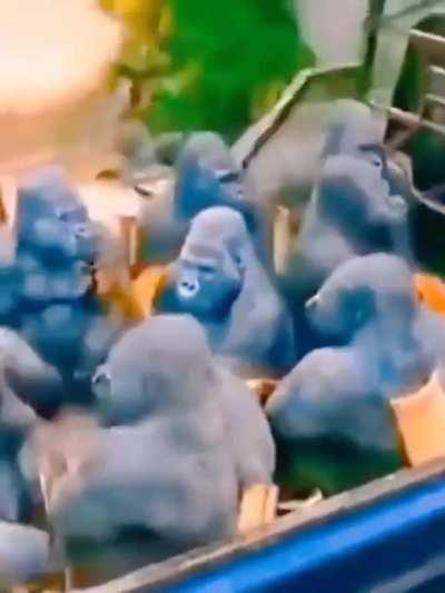 MoldyMemes - Video #3202