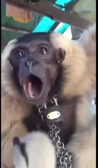 Get hyped it’s funky monke Friday