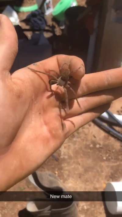 What type of huntsman is this?