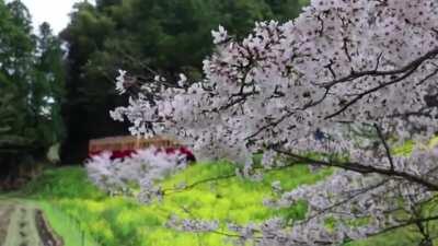 The Original Yumi Matsutoya - Haru yo koi got taken down, Luckly i had the video downloaded