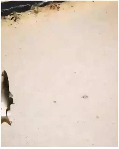 Birisi balığa araba çarptı diye anlatsa siktir deyip inanmazsınız alın videosu