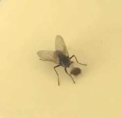 Fly removing head without noticing