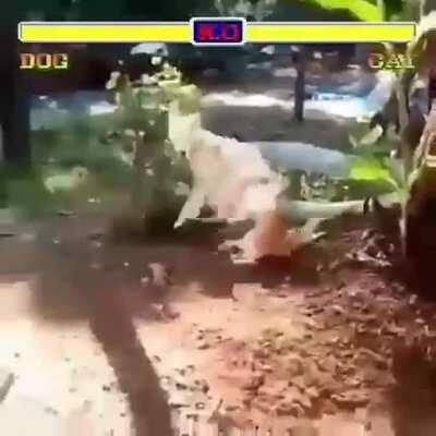 (Nada contra gatos) mas esse cachorro fez 3 tipos de Kong fu diferentes