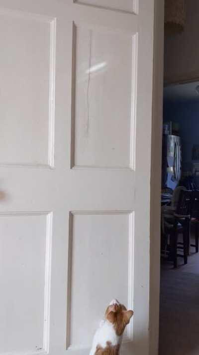 My kitty trying to catch the light (he looks massive but is only 6 months!)