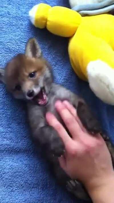 Baby Fox adores belly rub