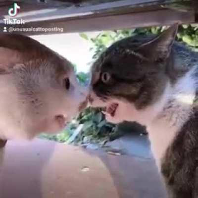 Rap battle between two cats. Warning! Serious shit talking.