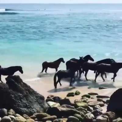 These retired racehorses are now sea horses living their best life. This slice of heaven is called Nihi Sumba, a forgotten island in Indonesia