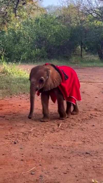 Doldol, the littlest 🐘 @ Sheldrick Wildlife Trust