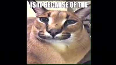 Floppa defeats racism