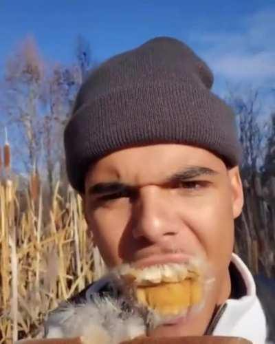 Ignore this being a meme, what is this plant?